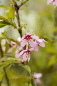 Prunus incisa 'Paean' 60- 80   C15 - afbeelding 1