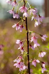 Prunus incisa 'Paean' 60- 80   C15 - afbeelding 4