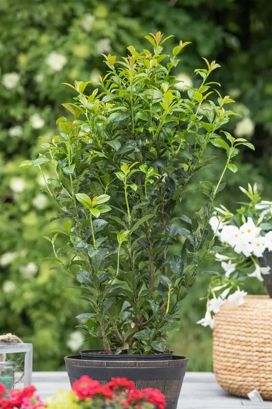 Prunus laur. 'Ani'® 80-100   C12 - afbeelding 2