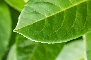 Prunus laur. 'Ani'® 80-100   C12 - afbeelding 5