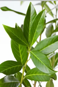 Prunus laur. 'Caucasica' 10/12 HO C35 VRGL - afbeelding 2