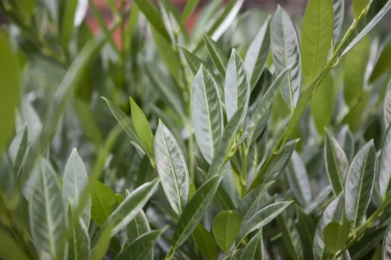 Prunus laur. 'Caucasica' 10/12 HO C35 VRGL - afbeelding 5