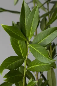 Prunus laur. 'Caucasica' 14/16 HO C VRGL