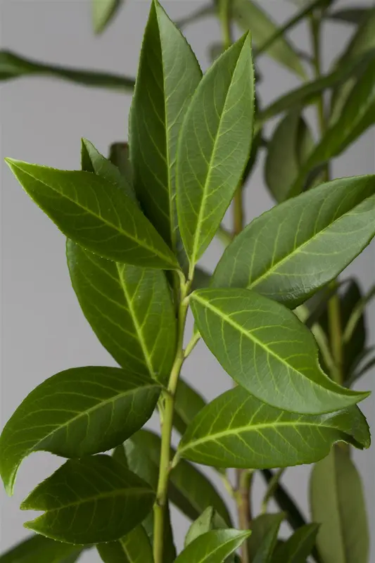 Prunus laur. 'Caucasica' 200-225   KLUIT - afbeelding 1