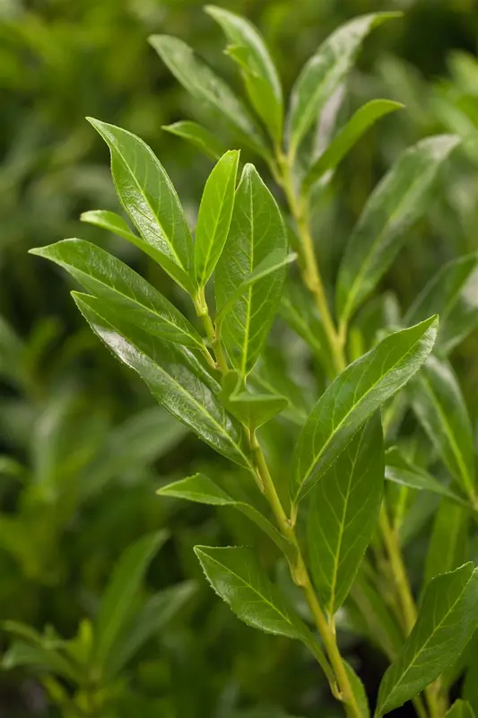 Prunus laur. 'Caucasica' 200-225   KLUIT - afbeelding 4