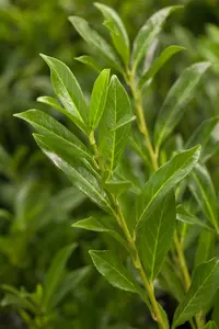 Prunus laur. 'Caucasica' 200-225   KLUIT - afbeelding 4