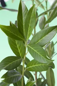 Prunus laur. 'Caucasica' 80-100   C5 - afbeelding 3