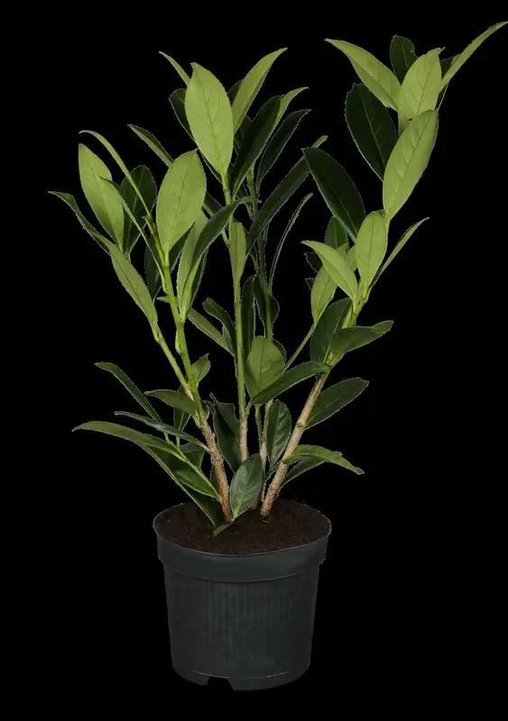 prunus laur. 'caucasica' (HOcm) - afbeelding 2