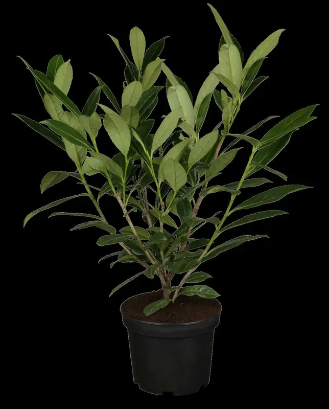prunus laur. 'caucasica' (HOcm) - afbeelding 1