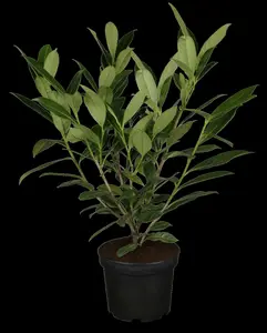 prunus laur. 'caucasica' (HOcm) - afbeelding 5