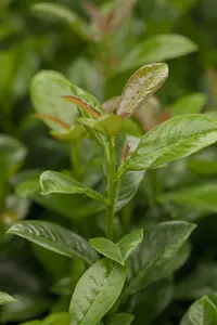 laurocerasus - afbeelding 2