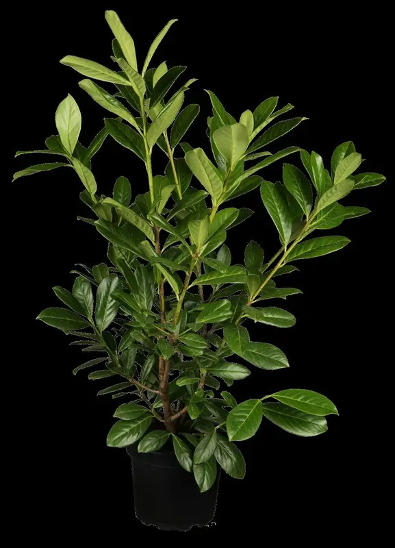 laurocerasus - afbeelding 1