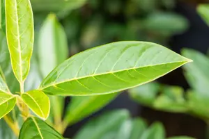 Prunus laur. 'Elly'® 175-200   KLUIT