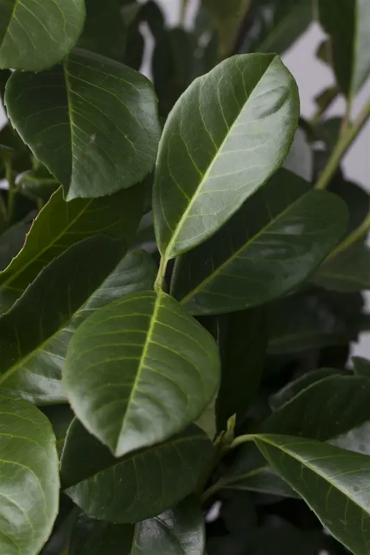 Prunus laur. 'Etna'® ( 'anbri'®) 8/10 HO C - afbeelding 1