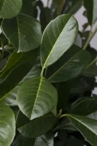 Prunus laur. 'Etna'® ( 'anbri'®) 8/10 HO C