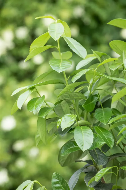 Prunus laur. 'Etna'® ( 'anbri'®) 8/10 HO C - afbeelding 4