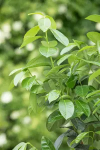 Prunus laur. 'Etna'® ( 'anbri'®) 8/10 HO C - afbeelding 4