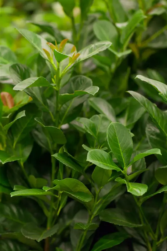 Prunus laur. 'Etna'® ( 'anbri'®) 8/10 HO C - afbeelding 2