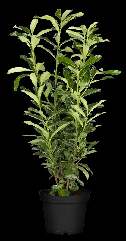 Genolia - afbeelding 2