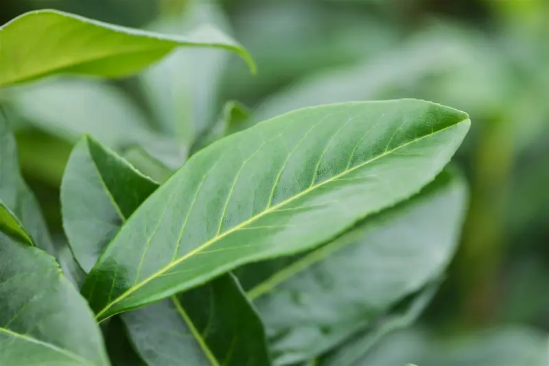 Prunus laur. 'Genolia'® 180-200   KLUIT - afbeelding 2