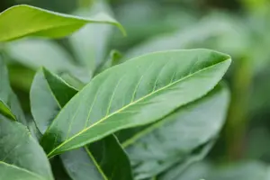 Prunus laur. 'Genolia'® 200-225   KLUIT - afbeelding 2