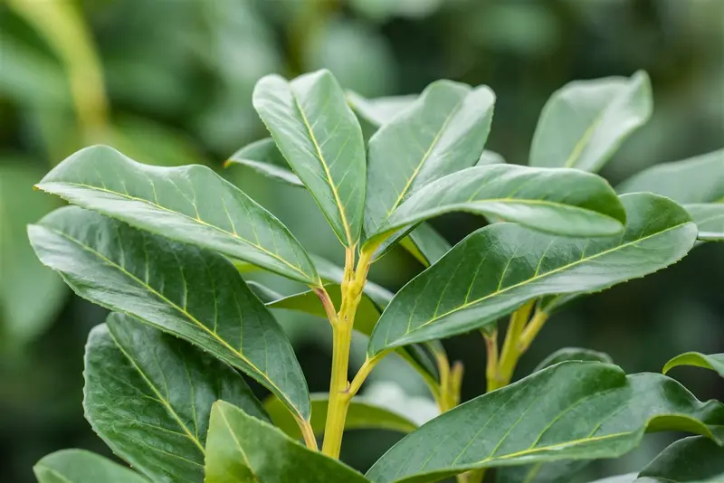 Prunus laur. 'Genolia'® 200-225   KLUIT - afbeelding 3