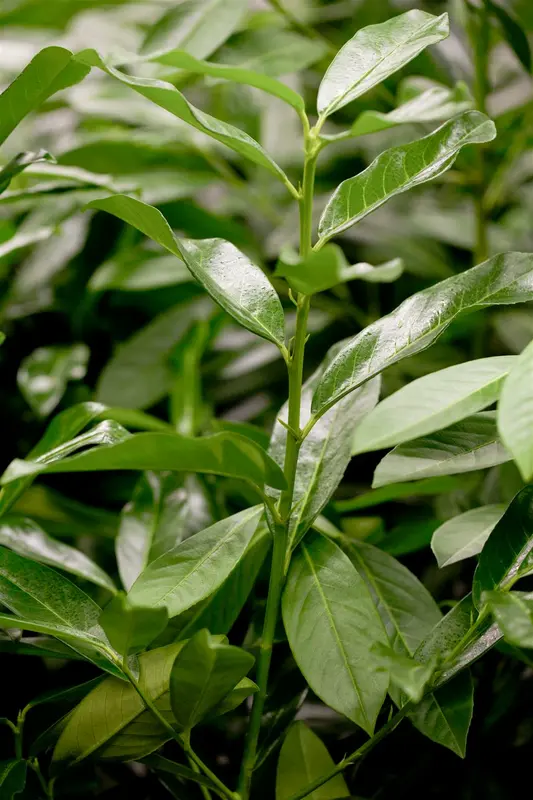Prunus laur. 'Genolia'® 200X100X40 QUICKHEDGE - afbeelding 1