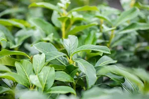 Prunus laur. 'Genolia'® 40- 60   C - afbeelding 4