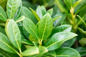 Prunus laur. 'Greentorch'® 100-120   KLUIT - afbeelding 1