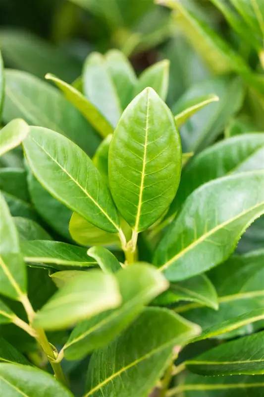 Prunus laur. 'Greentorch'® 180-200   KLUIT - afbeelding 2