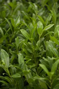 Prunus laur. 'Herbergii' 140-160   KLUIT