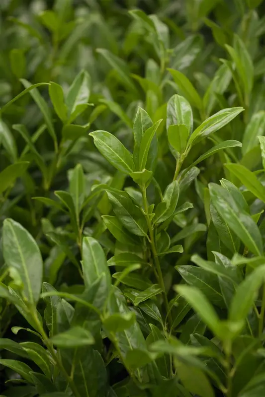 Prunus laur. 'Herbergii' 40- 60   C