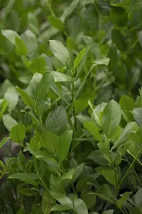 Prunus laur. 'Mano' STAM/120 C10 - afbeelding 2