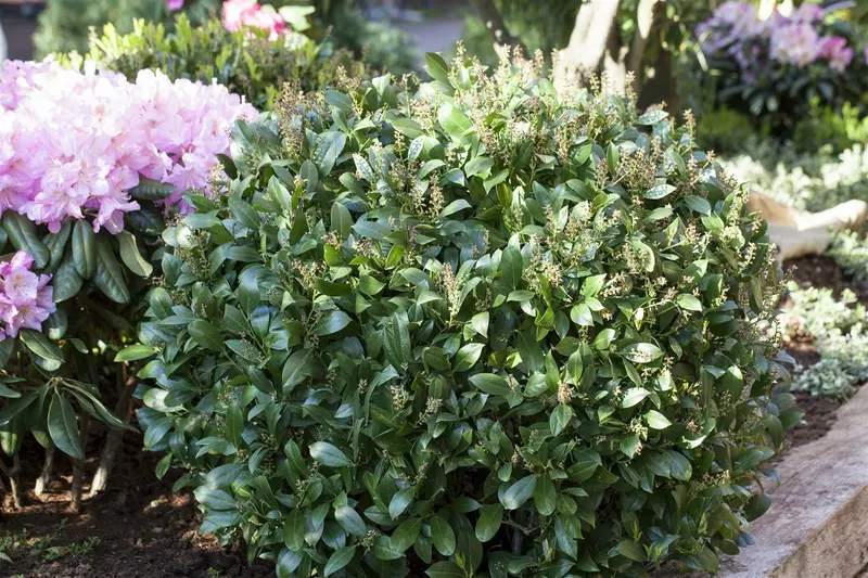 Prunus laur. 'Mano' STAM/120 C10 - afbeelding 1