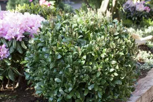 Prunus laur. 'Mano' STAM/120 C10