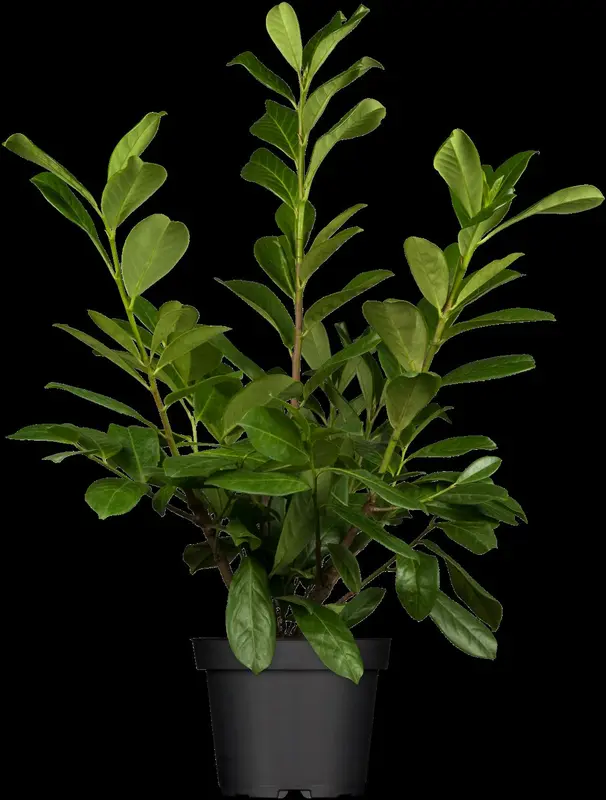 prunus laur. 'novita' 10/12 C45 - afbeelding 4
