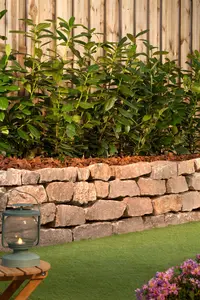 Prunus laur. 'Novita' 10/12 HO DKL - afbeelding 4