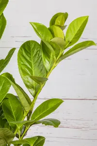 Prunus laur. 'Novita' 10/12 HO DKL - afbeelding 5