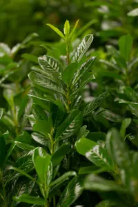 Prunus laur. 'Novita' 12/14 HO C35 VRGL - afbeelding 3