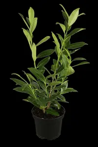 prunus laur. 'novita' 8/10 C25 - afbeelding 5