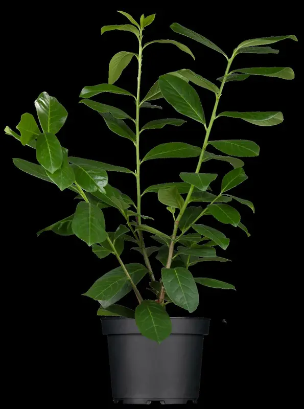 prunus laur. 'novita' 8/10 C25 - afbeelding 5