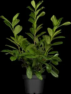prunus laur. 'novita' 8/10 C25 - afbeelding 4