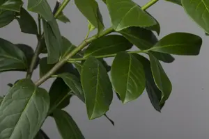 prunus laur. 'novita' 8/10 C25 - afbeelding 2