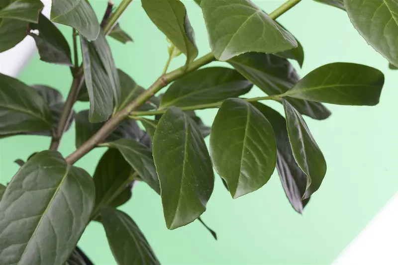 prunus laur. 'novita' 8/10 C25 - afbeelding 3