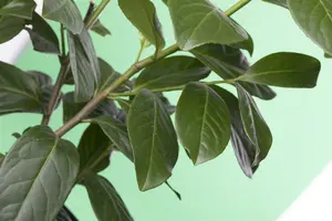 prunus laur. 'novita' 8/10 C25 - afbeelding 3