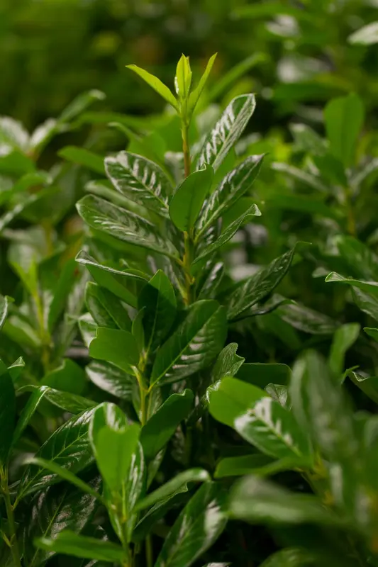Prunus laur. 'Novita' 8/10 HO DKL - afbeelding 3