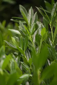 Prunus laur. 'Otto Luyken' 8/10 HO C