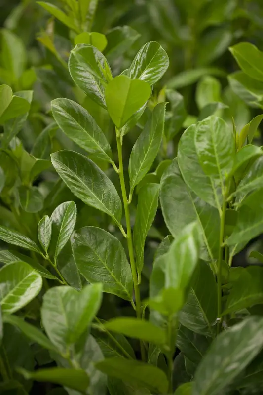 Rotundifolia - afbeelding 4