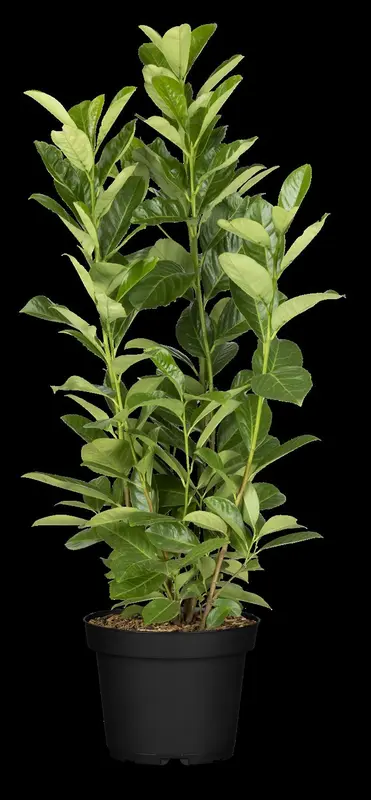Rotundifolia - afbeelding 5