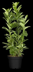 Rotundifolia - afbeelding 5